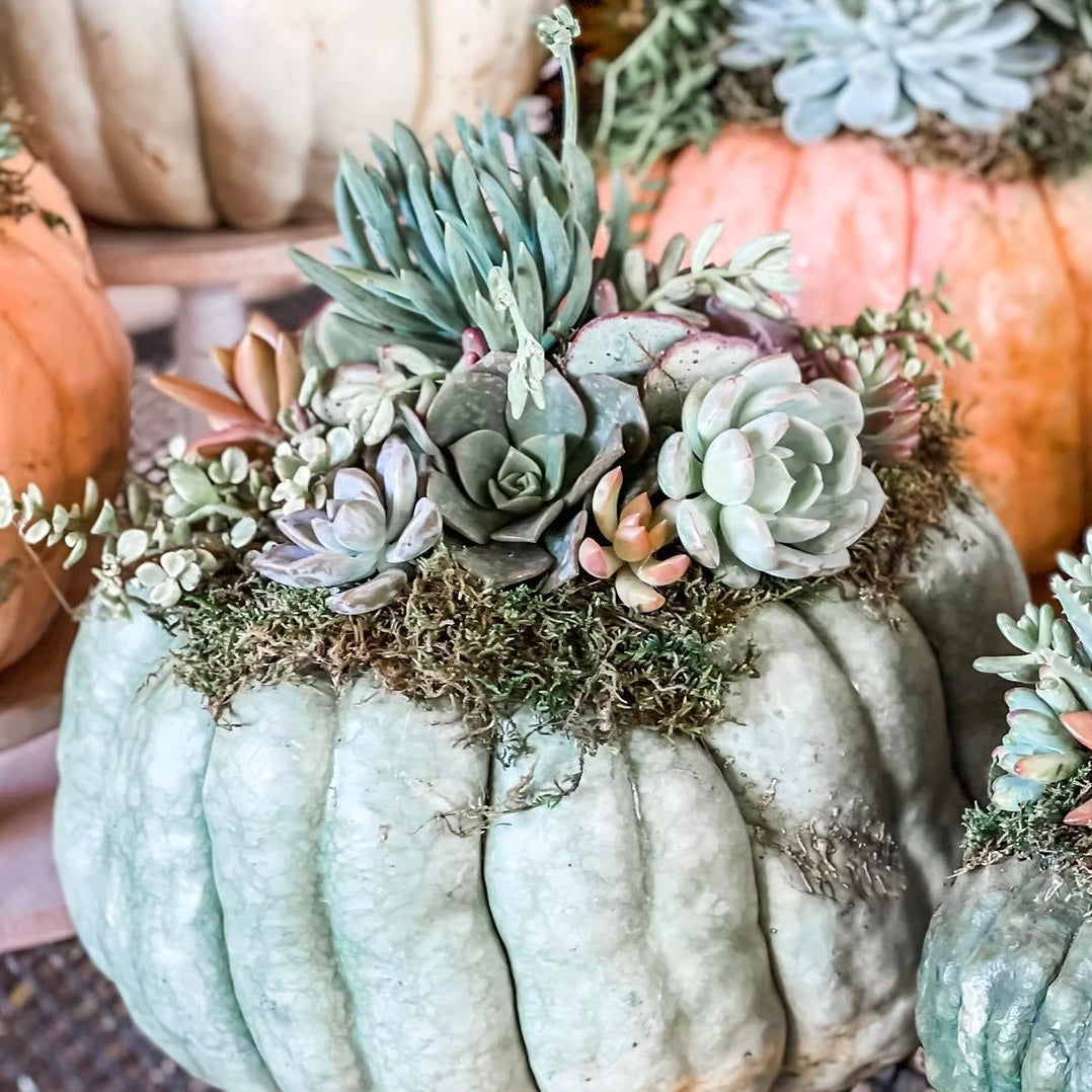 Succulent Potting Workshop- Sunday, October 18th 11AM-1PM